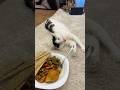 Cat 🐈 and 🍱