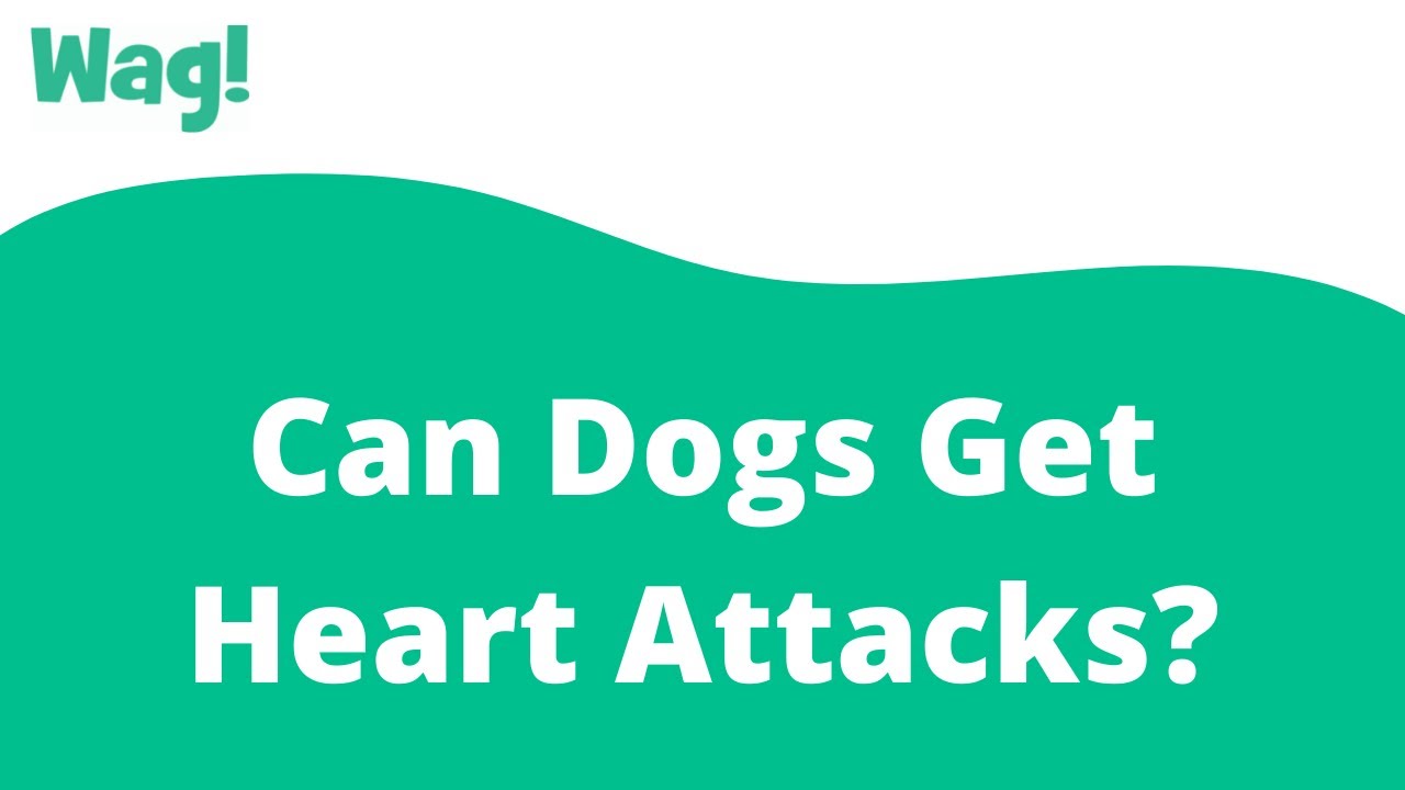 Why Are Dogs Heart Attacks Rare