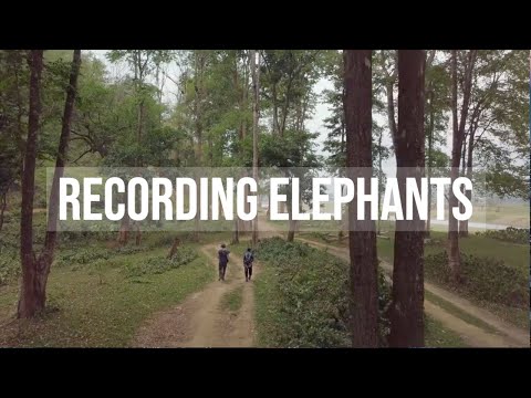 AudioNowcast SPACES Thailand Recording Elephants