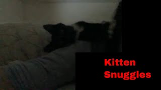 Saturday: Caturday. Black and White Kitten Snuggles