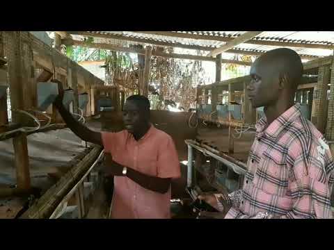 Unlock the secret to profitable Rabbit Farming - YouTube