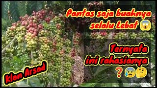 The secret to producing abundant coffee fruit, how to care for a garden according to Master Mitriadi