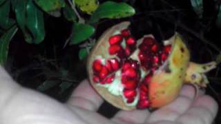 Download Lagu teryaaki.m4v MP3