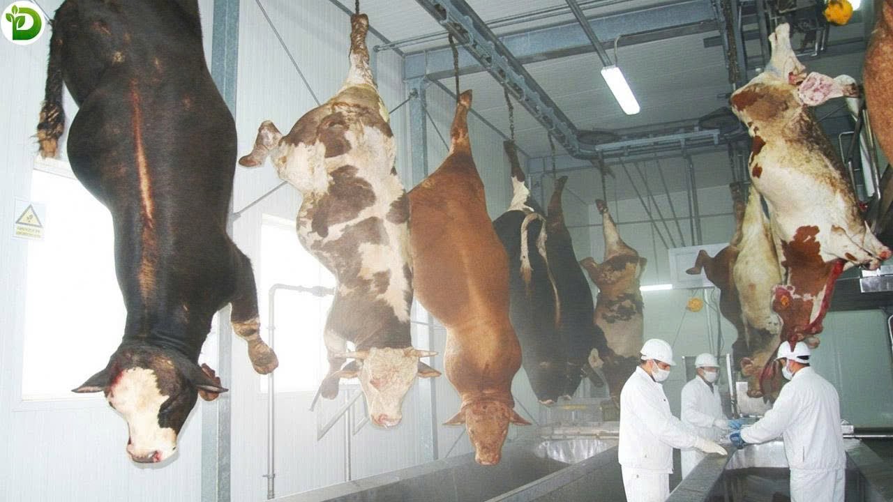 Inside the World’s Biggest Beef Processing Factory – Shocking Process Revealed!