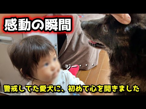 【感動】赤ちゃんの為に本能すら凌駕して守ろうとする甲斐犬一休