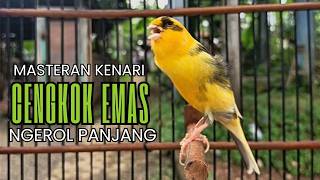 Pancingan Kenari Gacor Ngerol EMOSI DURASI Panjang AMPUH Atasi Kenari Macet Langsung Bunyi & Gacor
