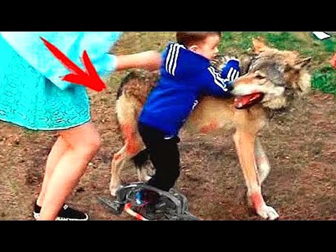 Parents burst into tears when they learned what this wolf did to their child in the forest Then Thi