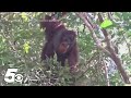 Shocked scientists watch Orangutan treat his wound with medicine image