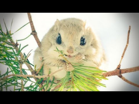 ■海外の反応 動物「えっ！新しいポケモン！？」日本にはキュートな物なら何でもあるようだ 日本に生息する小動物に外国人が感動！