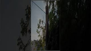 Famous Lightning struck a tree and did this 😱 Net Worth