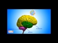 Understanding the Brain and Resources