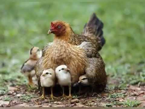 ramzan2019-ka-4th-alvida-jumma-status|ramzan-ka-aakhri-jumma-mubarak-special-status-jummatul-vida-ns