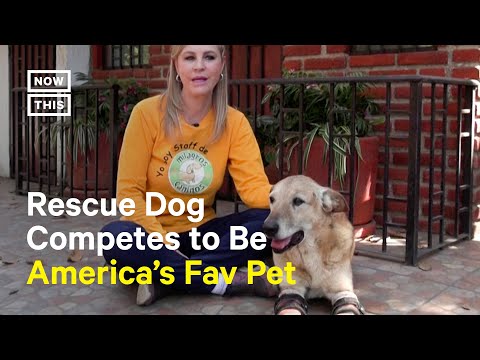 Video: „Dogswell“pradeda nacionalinį konkursą, kad padėtų prieglobsčio šunims
