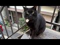 居候ニャンコにそっぽ向かれショックを隠せない黒猫（a black cat that cannot hide its shock after being dumped by a resident cat