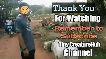 Singapore bugs Tiny Isopod  Macro Video Sowbug