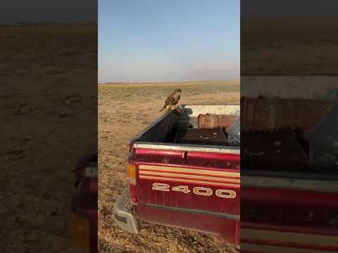 يا احمد توصيني على الشاهين حالات واتس الشيهانه ج شيلات المقناص ستوريات بدون حقوق