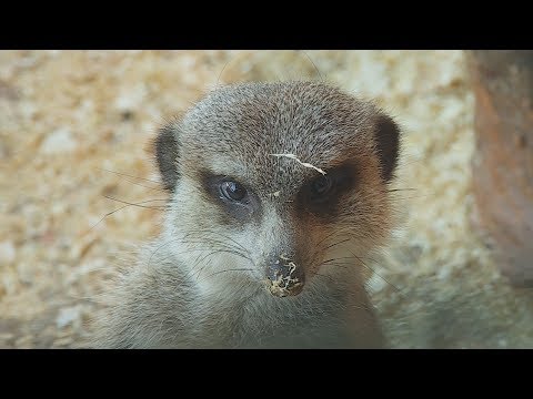 Video: Kāds Ir Visilgāk Dzīvojošais Dzīvnieks Uz Zemes