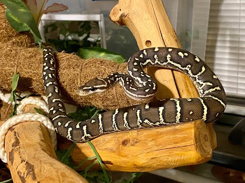 Angolan Python: Training Tuesday 28 September 2021