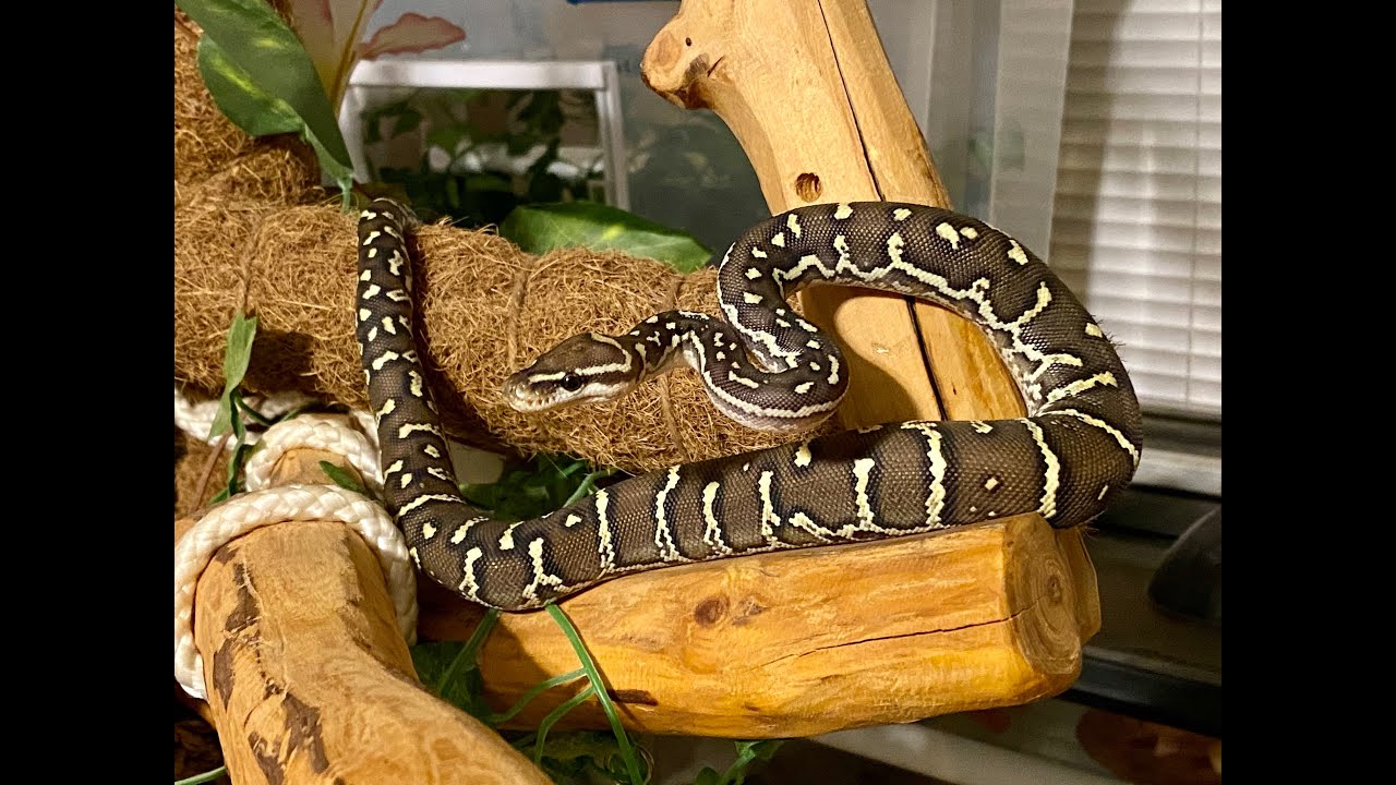 Angolan Python: Training Tuesday 28 September 2021 - YouTube