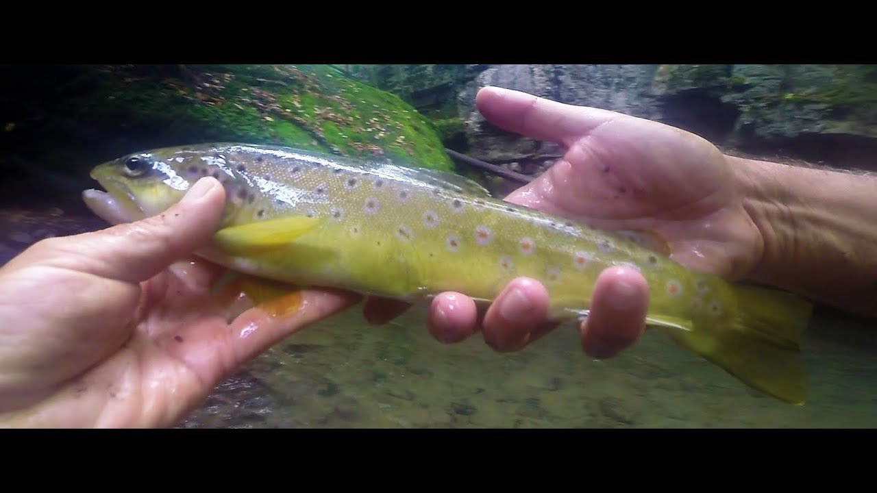 Pesca Spinning alla Trota " Ultime Fario in torrente 2017 " C&R