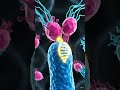 Transduction in bacteria #sexualreproductioninbacteria #transduction #bacteria #prokaryotes #monera
