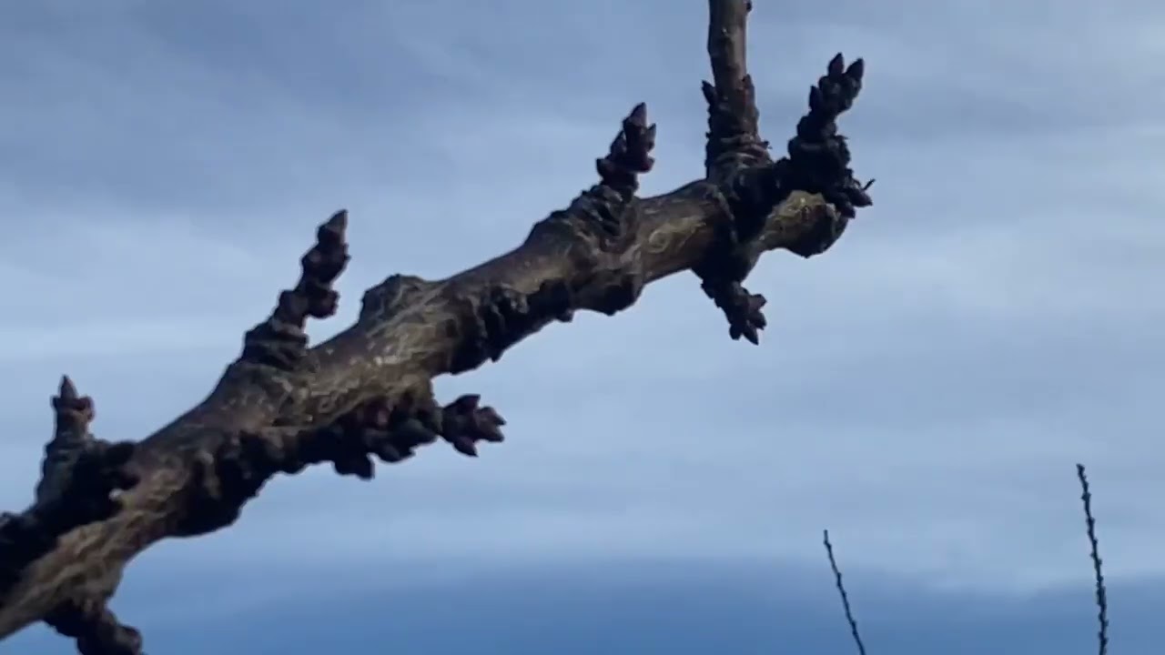 Абрикос після 6 років, який має бути, обрізка, догляд.