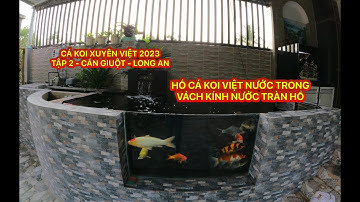 TẬP 2 - CÁ KOI XUYÊN VIỆT 2023 - HỒ CÁ KOI VIỆT ĐẸP NƯỚC TRONG - SỬ DỤNG DRUM - CẦN GIUỘT - LONG AN
