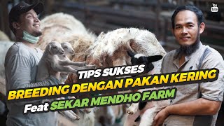 Tips Sukses Breeding Dengan Pakan Kering Ala Sekar Mendho Farm