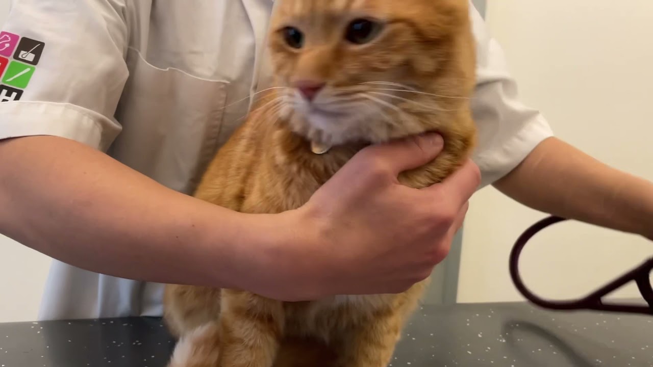 自転車から落ちました 猫 chiro