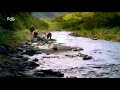 Grizzly Man Werner Herzog 2005 Grizzly Man Werner Herzog 2005