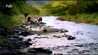 Grizzly Man-Werner Herzog 2005