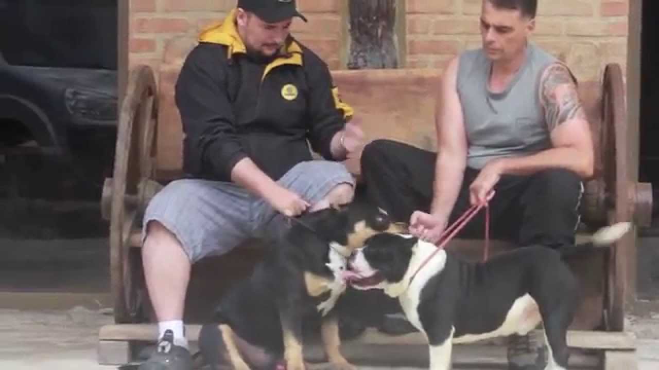 american bully association