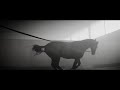 Desperado equine music video