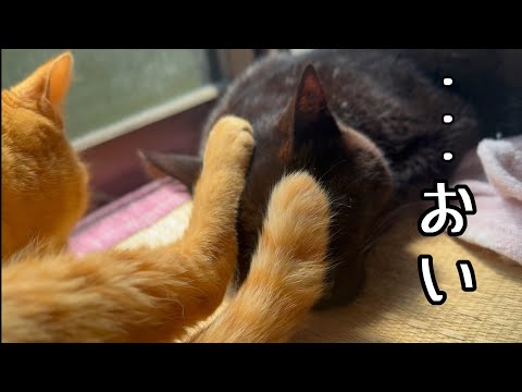 るなに足蹴にされる天　They always end up in the same room