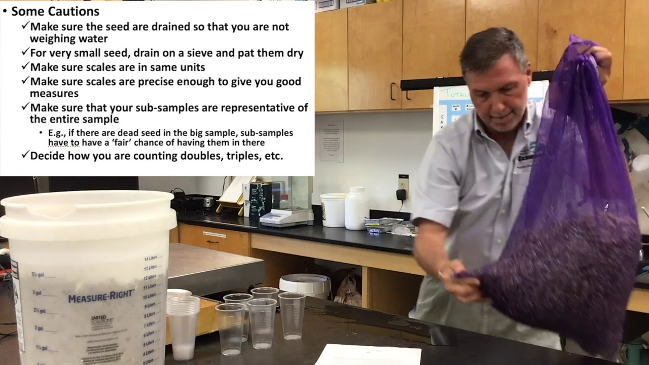 Weighing Method to Estimate Number of Oyster Seed YouTube