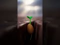 The Seed That Waited | A 3D Animated Moral Story for Kids | Patience &amp; Trust #shorts #animationmeme