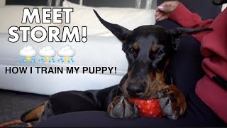 MEET STORM! HOW I TRAIN MY DOBERMAN PINSCHER PUPPY!