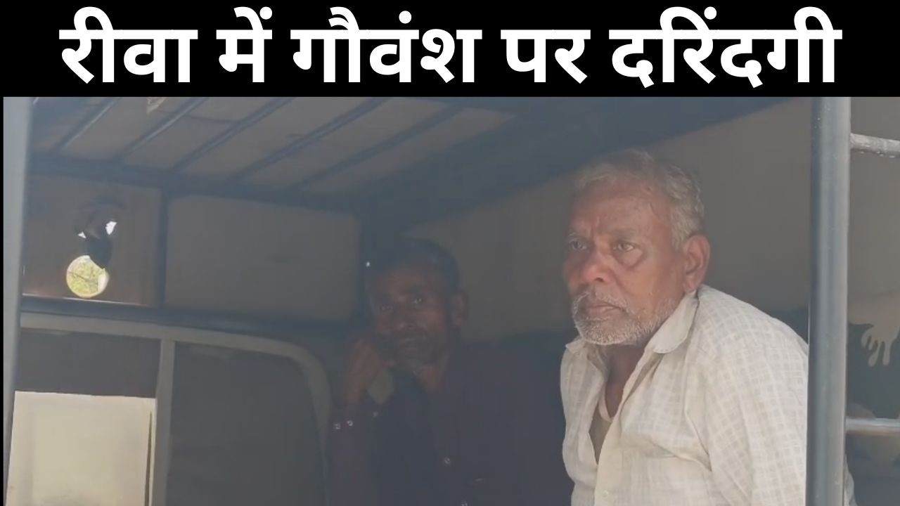 रीवा में गौवंश पर दरिंदगी: टांगी से हमला, कई गायें गंभीर घायल दो आरोपी गिरफ्तार