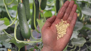 How To Harvest And Save Cucumber Seeds