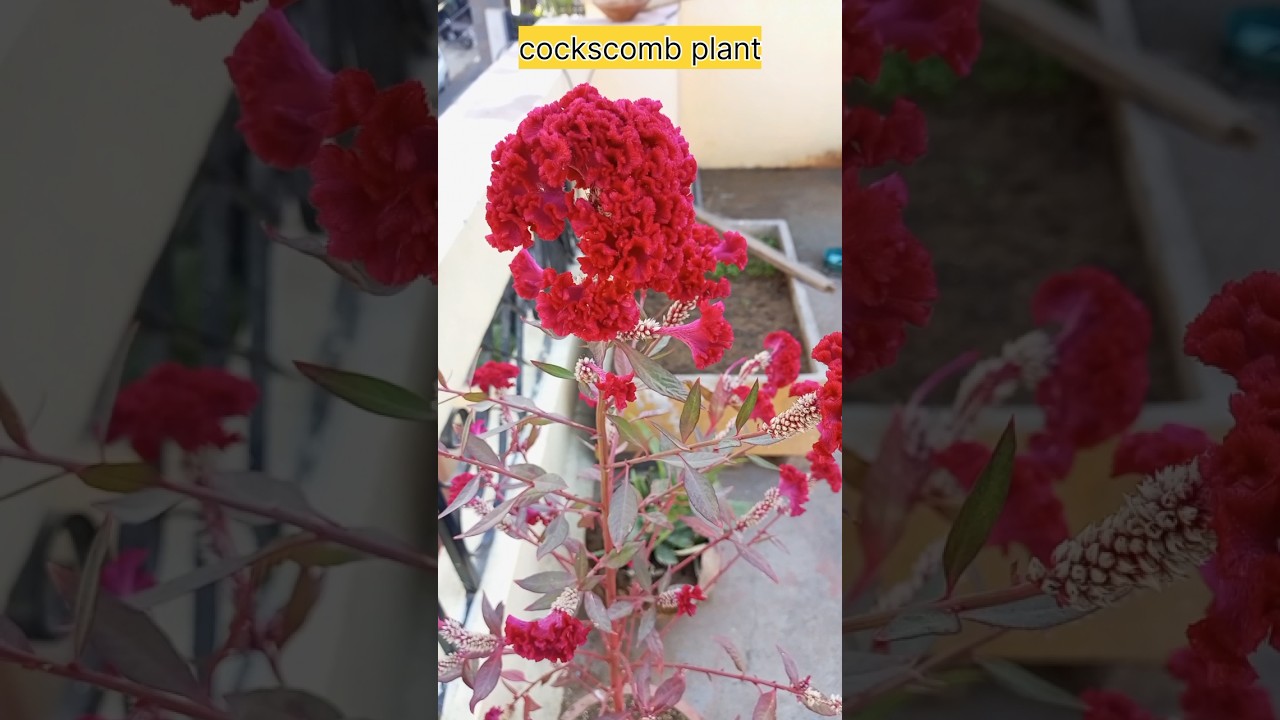 cockscomb plant 