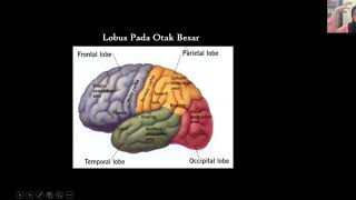 Perkembangan Otak Manusia - Bioantropologi - Part 2