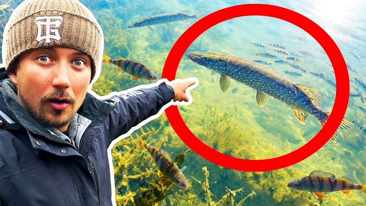 Große Fische in flachem und kristallklarem Wasser – man sieht alles!