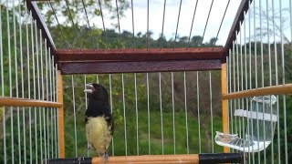 papa capim Tui Tui cantando quente para encarte fácil e rápido