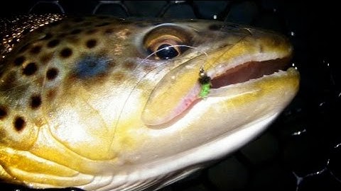 Green Rock Worm - Top 5 Easiest Fly Patterns to Tie! - Caddis Larva
