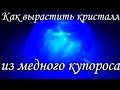 Как вырастить кристалл из медного купороса! Опыты для детей!