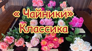 Самые интересные сорта чайно-гибридных роз на мой взгляд))