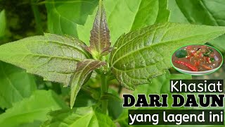 Manafaat Daun/Pokok Kapal Terbang di Kelantan #kelate
