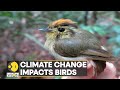 Wion climate tracker birds are changing migratory routes due to climate change