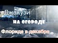 Флорида Пенсакола в декабре, лимоны и Джакузи. Как живут простые Американцы? Наш задний двор.