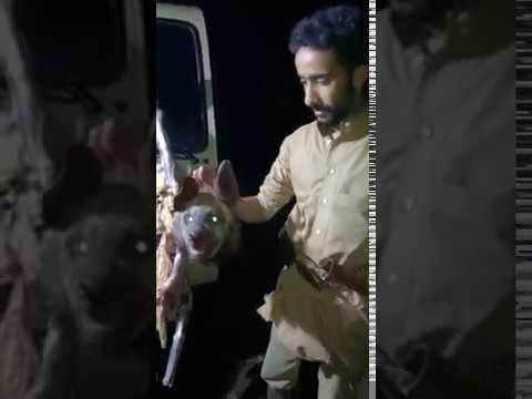 سعودي ياكل ضبع لا يفوتك يومي في دقيقة